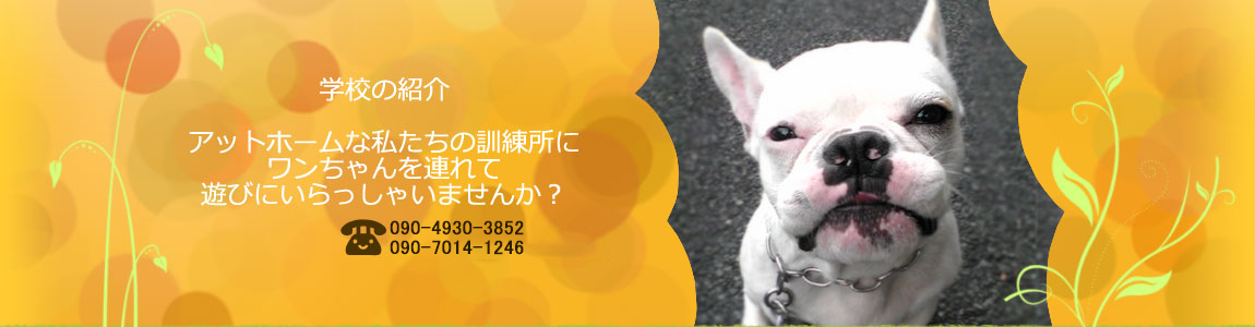 学校案内アットホームな私たちの訓練所にワンちゃんを連れて遊びにいらっしゃいませんか?